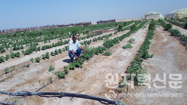 Tomato irrigated with saline groundwater supplied by drip irrigation in the desert areas north of Karbala, Iraq. (Photo: I. Abdulrazzaq, Ministry of Science and Technology, Iraq) ⓒ사진출처=국제원자력기구(IAEA)