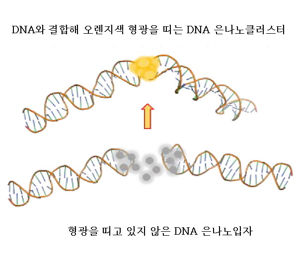 두 개의 머리핀 구조의 DNA가 마주 보는 결합 구조를 형성할 때 은나노클러스터센서가 오렌지색 형광을 띤다. ⓒ이미지제공=한국원자력연구원
