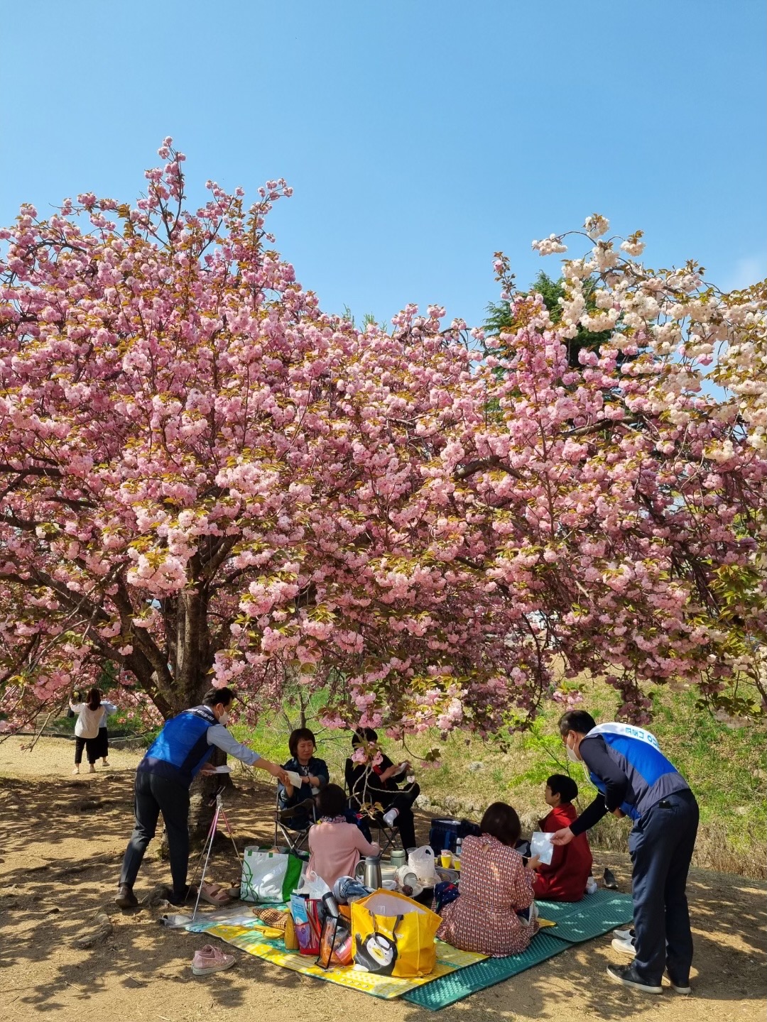 한수원 수소융복합처가 경주 왕겹벚꽃 명소를 찾은 관광객을 대상으로 청렴문화 확산 캠페인을 시행했다.    사진 = 한수원 홍보실
