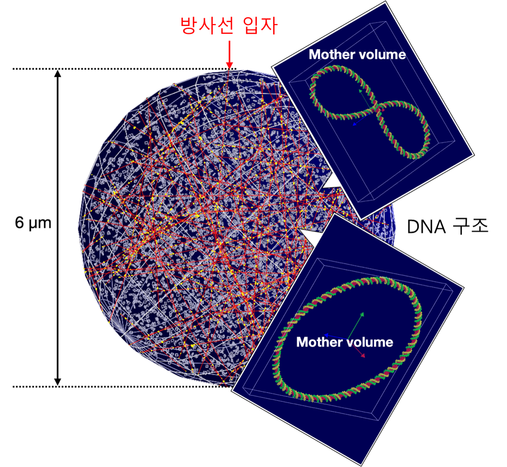 한국원자력연구원은 개발한 시뮬레이션 모델을 이용해 방사선 입자가 DNA 구조에 충돌하는 모습을 구현했다.    사진 = 원자력연구원