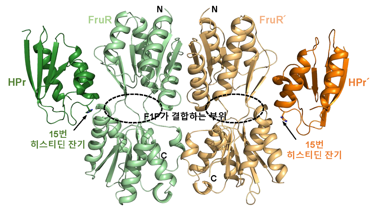 비브리오 콜레라균 HPr-FruR 복합체 구조.   사진 = 원자력연구원